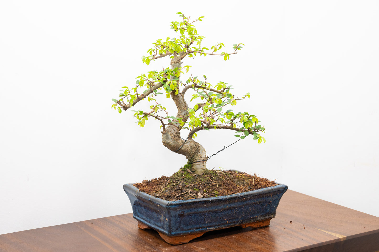 Chinese Elm Bonsai and Care Kit in 25cm Navy Ceramic Pot