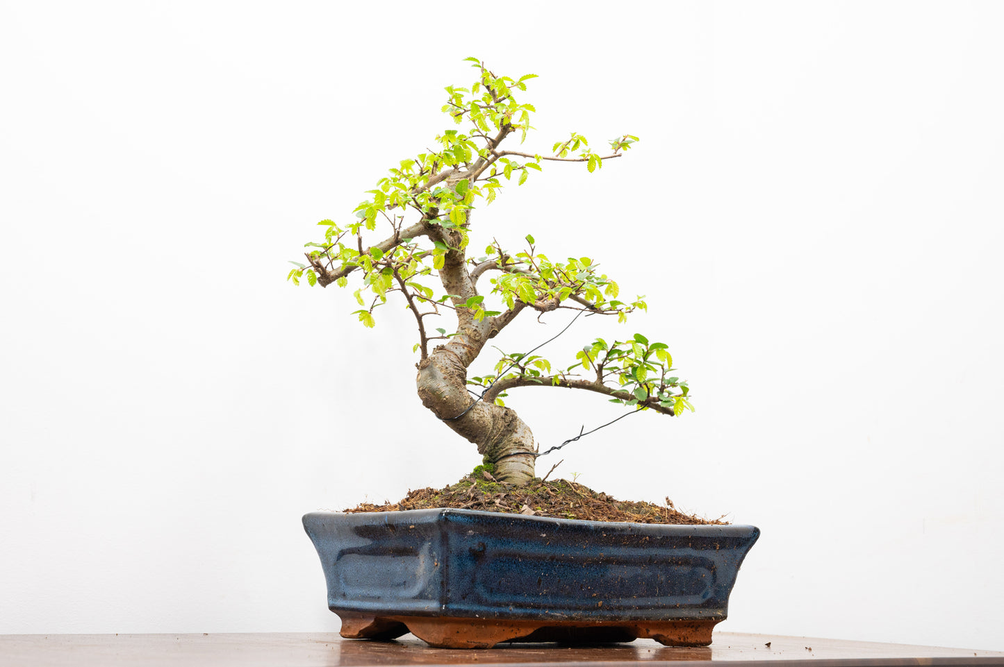 Chinese Elm Bonsai and Care Kit in 25cm Navy Ceramic Pot