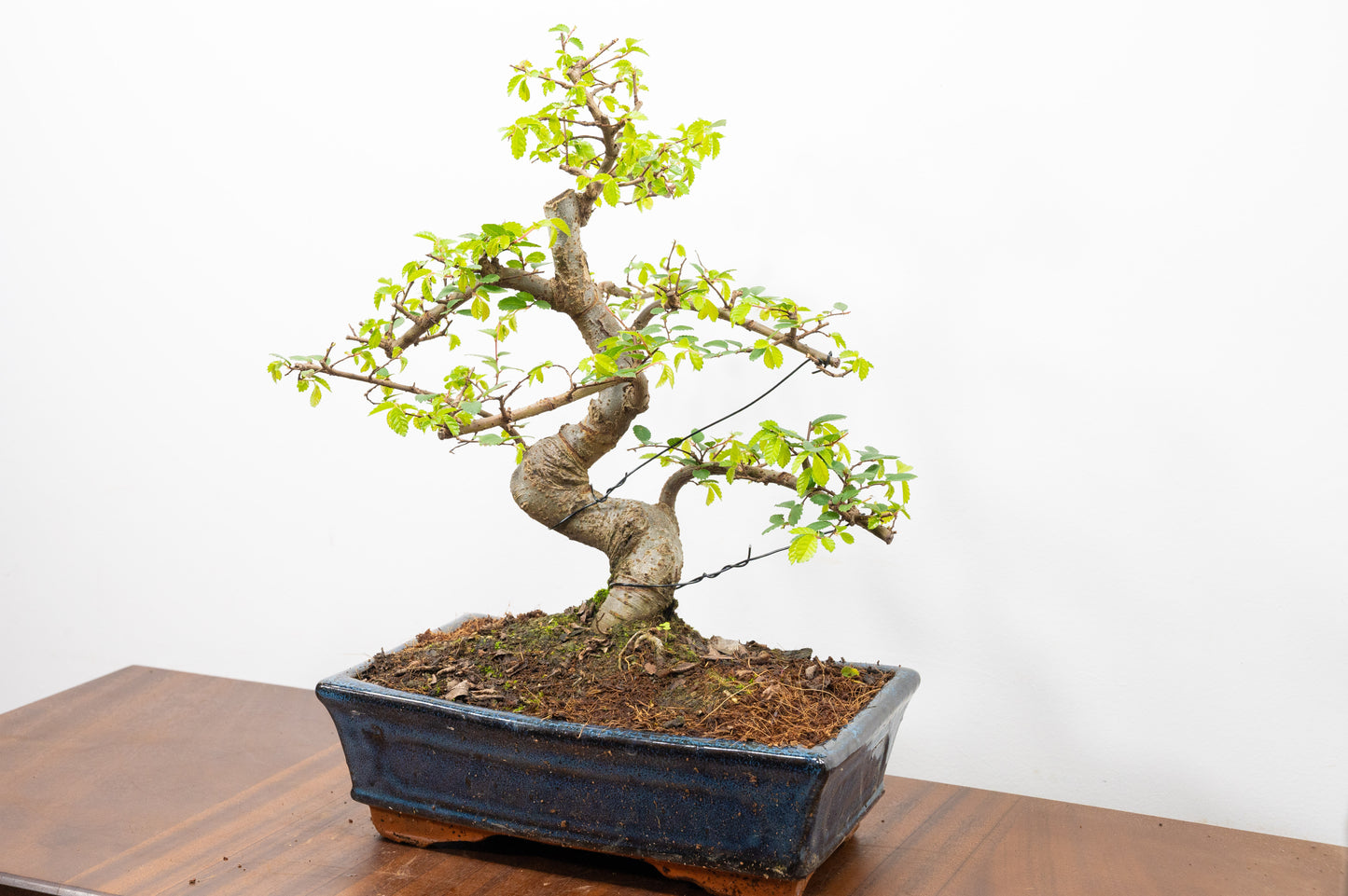 Chinese Elm Bonsai and Care Kit in 25cm Navy Ceramic Pot