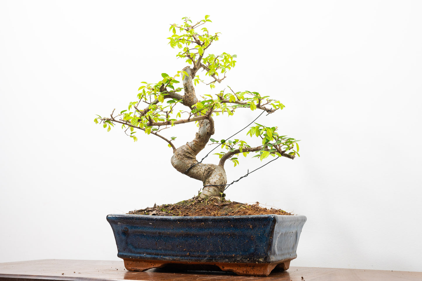 Chinese Elm Bonsai and Care Kit in 25cm Navy Ceramic Pot