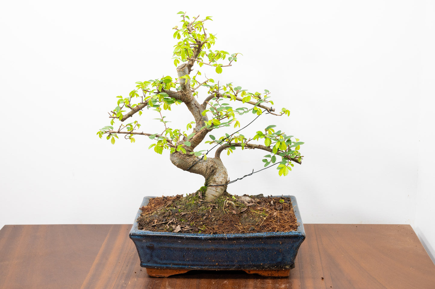 Chinese Elm Bonsai and Care Kit in 25cm Navy Ceramic Pot
