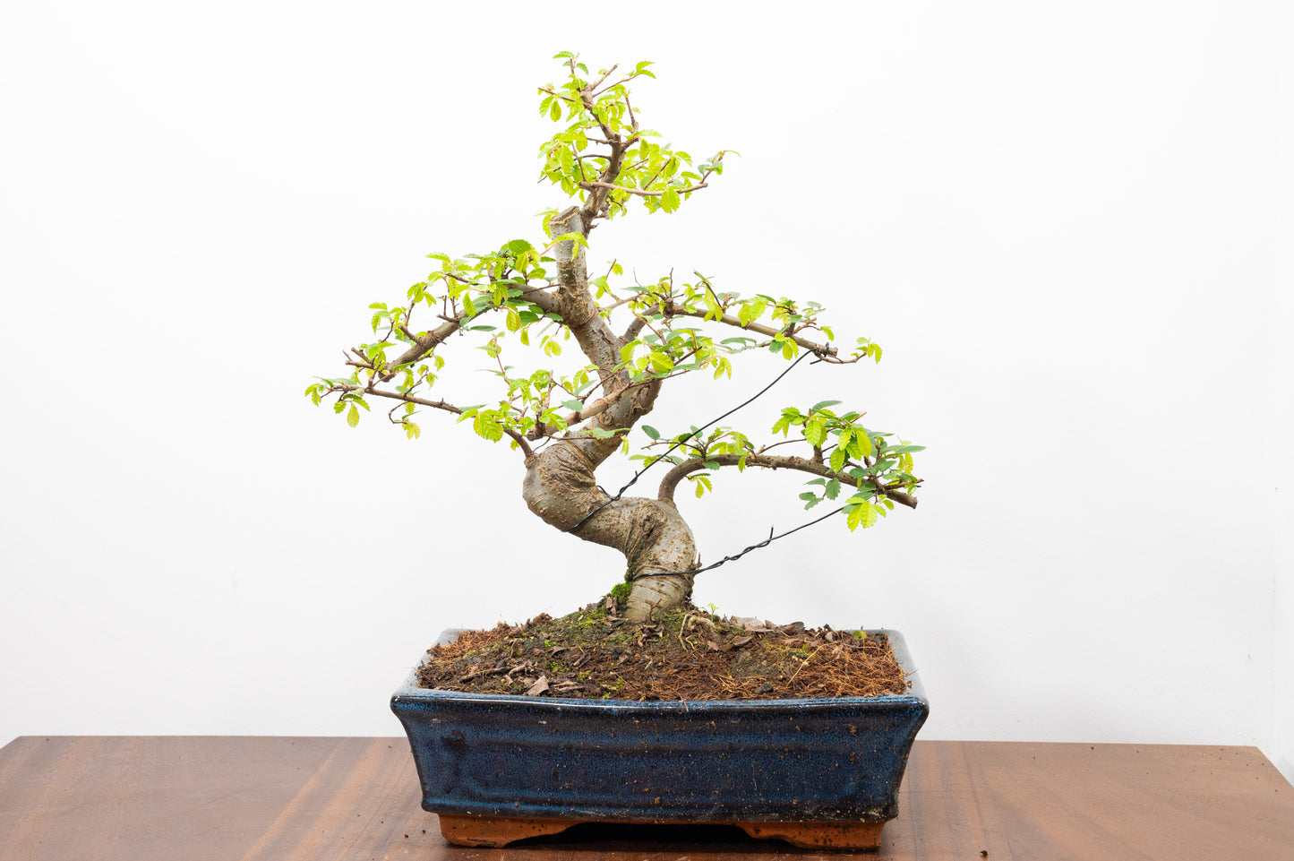 Chinese Elm Bonsai and Care Kit in 25cm Navy Ceramic Pot