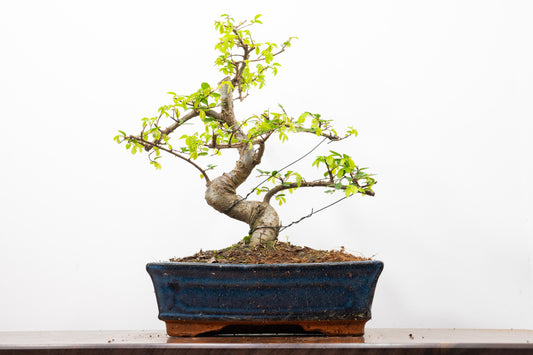 Chinese Elm Bonsai and Care Kit in 25cm Navy Ceramic Pot