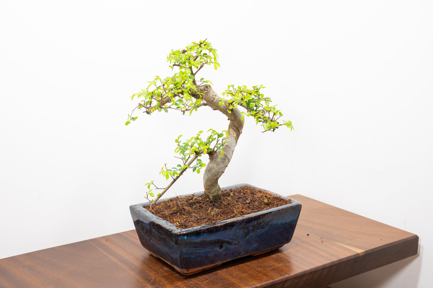 Chinese Elm Bonsai and Care Kit in 25cm Navy Ceramic Pot