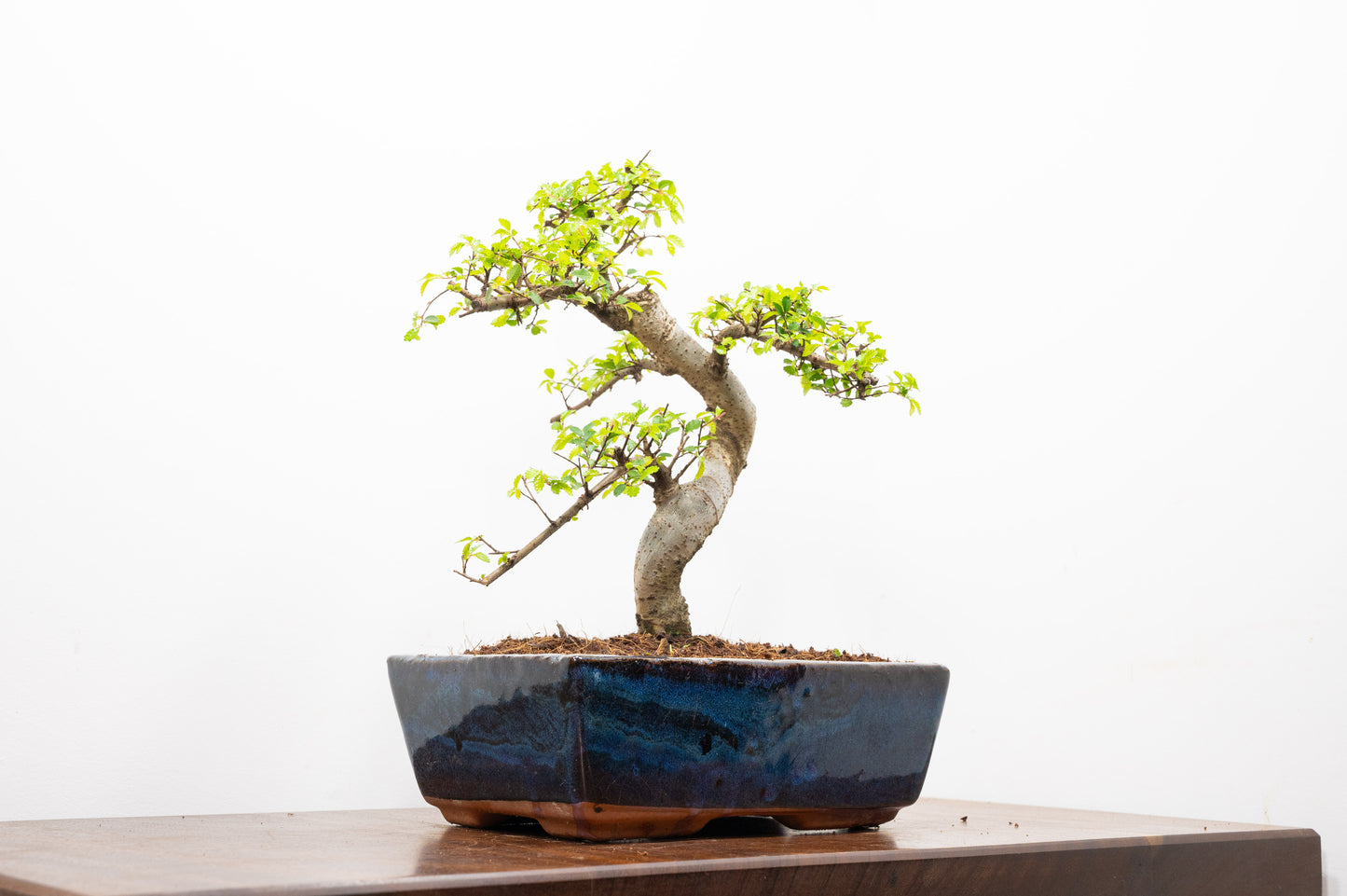 Chinese Elm Bonsai and Care Kit in 25cm Navy Ceramic Pot