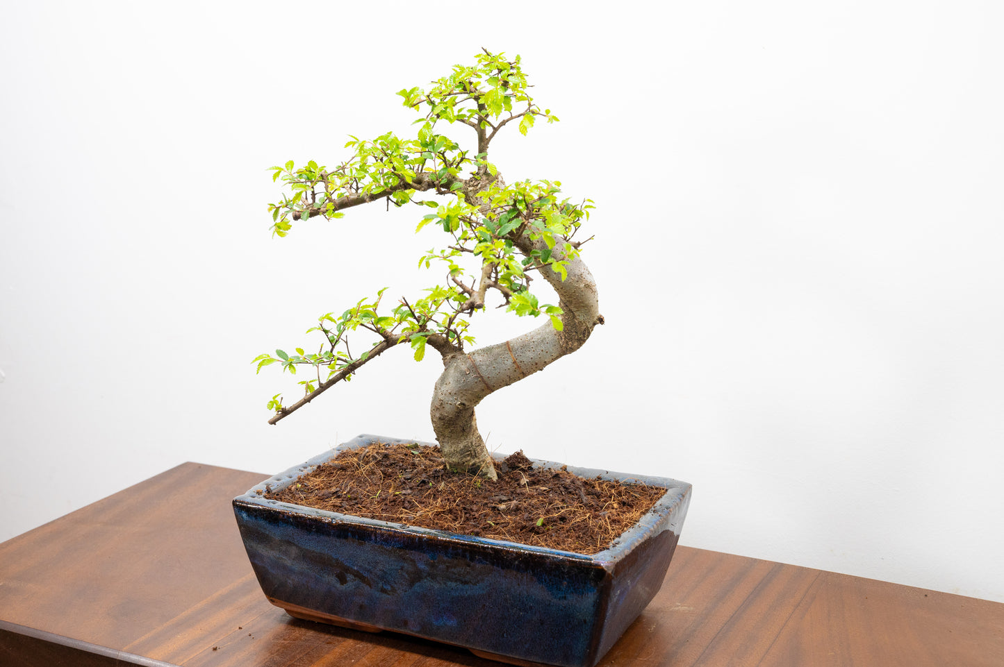 Chinese Elm Bonsai and Care Kit in 25cm Navy Ceramic Pot