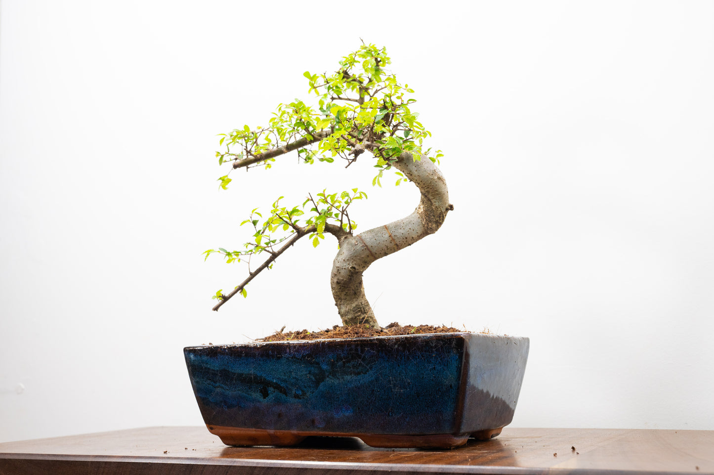 Chinese Elm Bonsai and Care Kit in 25cm Navy Ceramic Pot