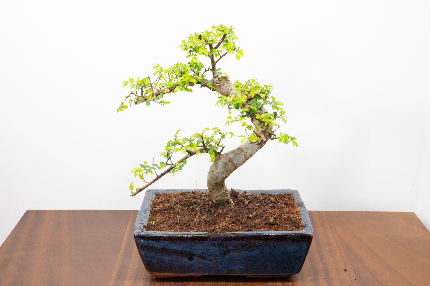 Chinese Elm Bonsai and Care Kit in 25cm Navy Ceramic Pot