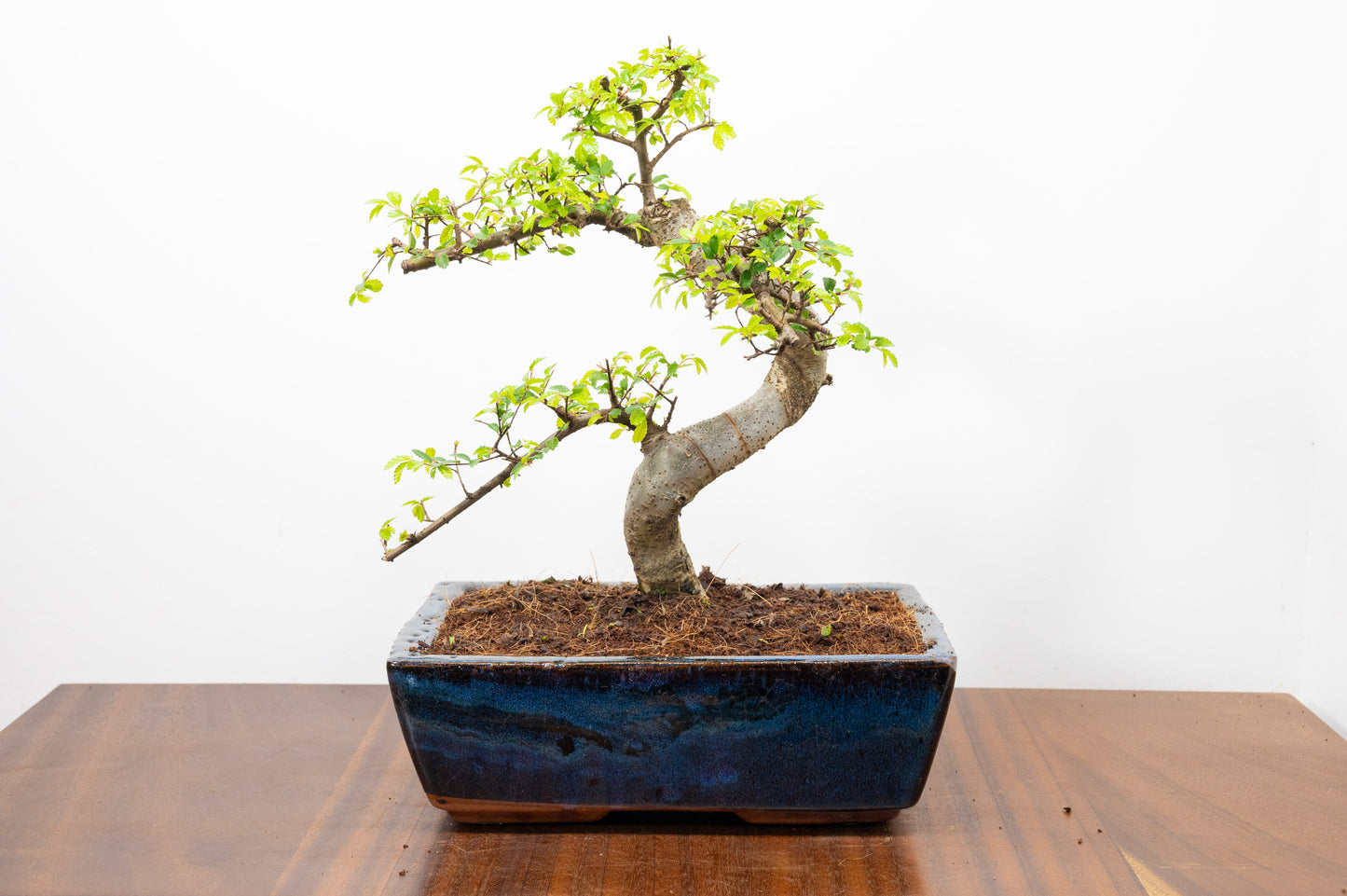 Chinese Elm Bonsai and Care Kit in 25cm Navy Ceramic Pot