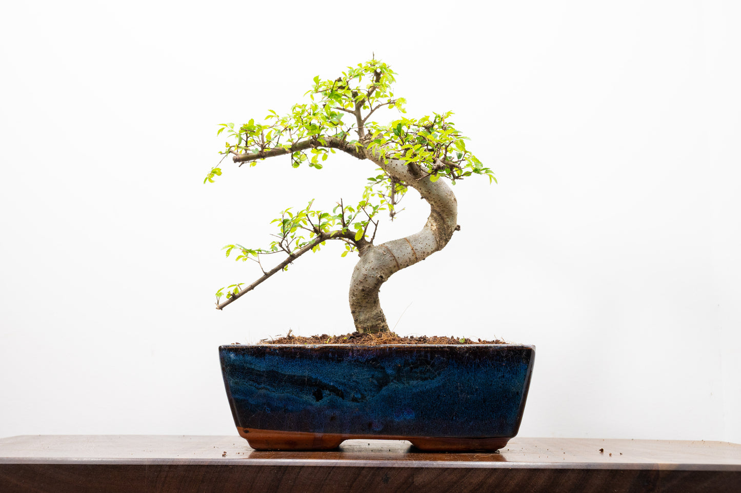 Chinese Elm Bonsai and Care Kit in 25cm Navy Ceramic Pot