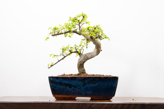 Chinese Elm Bonsai and Care Kit in 25cm Navy Ceramic Pot