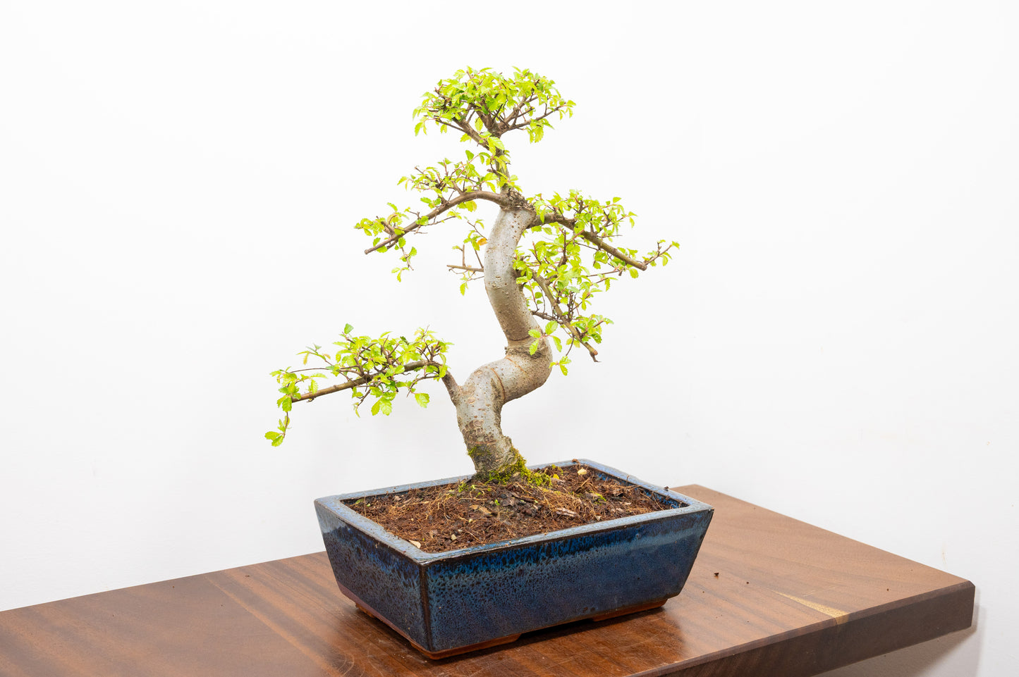 Chinese Elm Bonsai and Care Kit in 25cm Navy Ceramic Pot