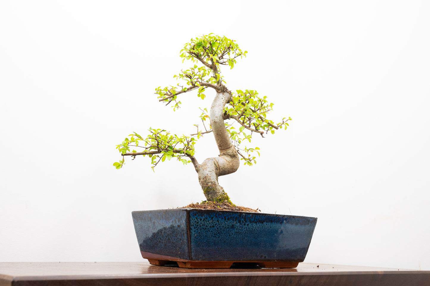 Chinese Elm Bonsai and Care Kit in 25cm Navy Ceramic Pot