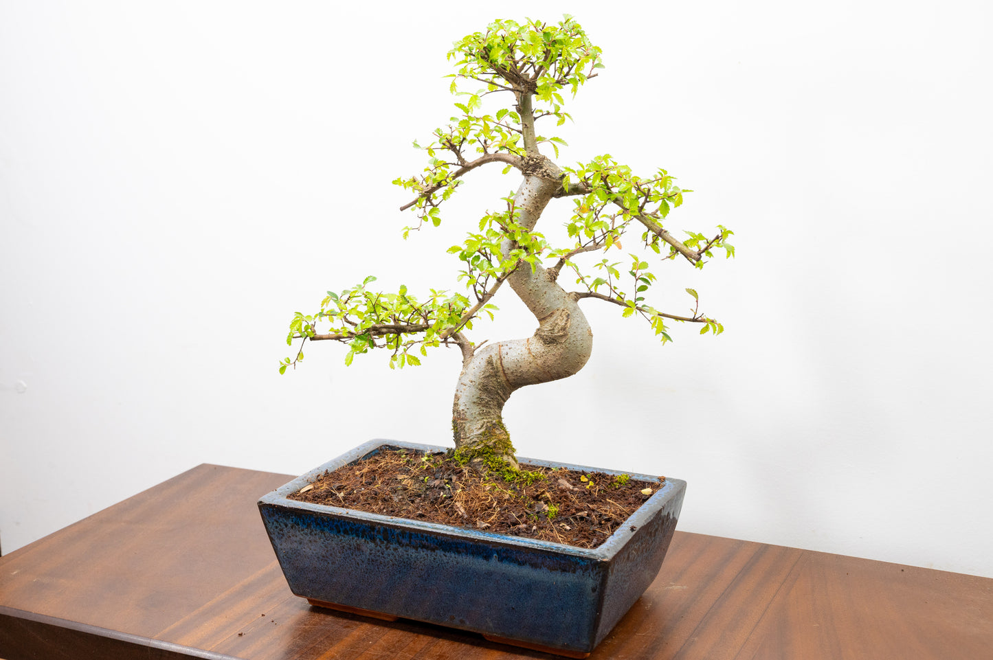 Chinese Elm Bonsai and Care Kit in 25cm Navy Ceramic Pot
