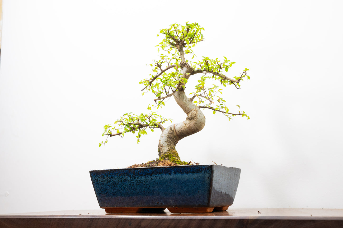 Chinese Elm Bonsai and Care Kit in 25cm Navy Ceramic Pot
