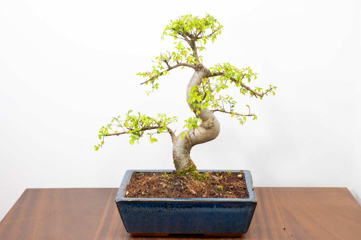 Chinese Elm Bonsai and Care Kit in 25cm Navy Ceramic Pot