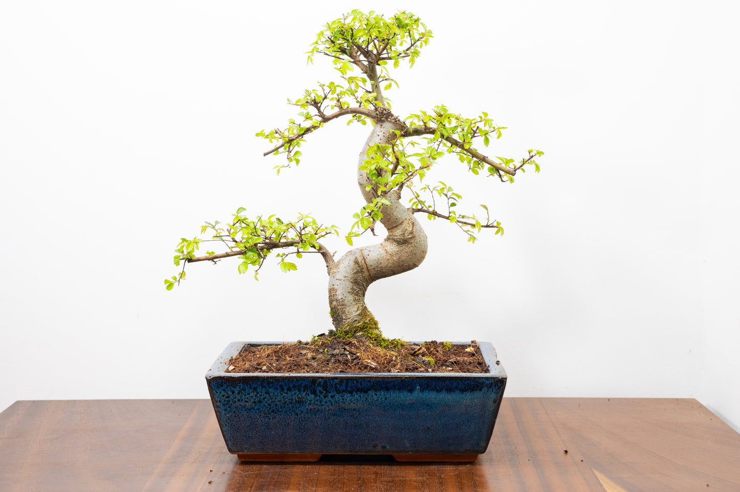Chinese Elm Bonsai and Care Kit in 25cm Navy Ceramic Pot