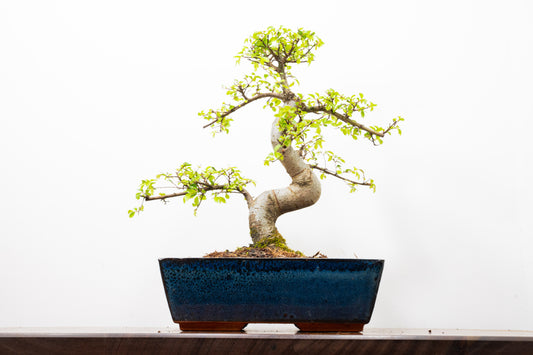Chinese Elm Bonsai and Care Kit in 25cm Navy Ceramic Pot
