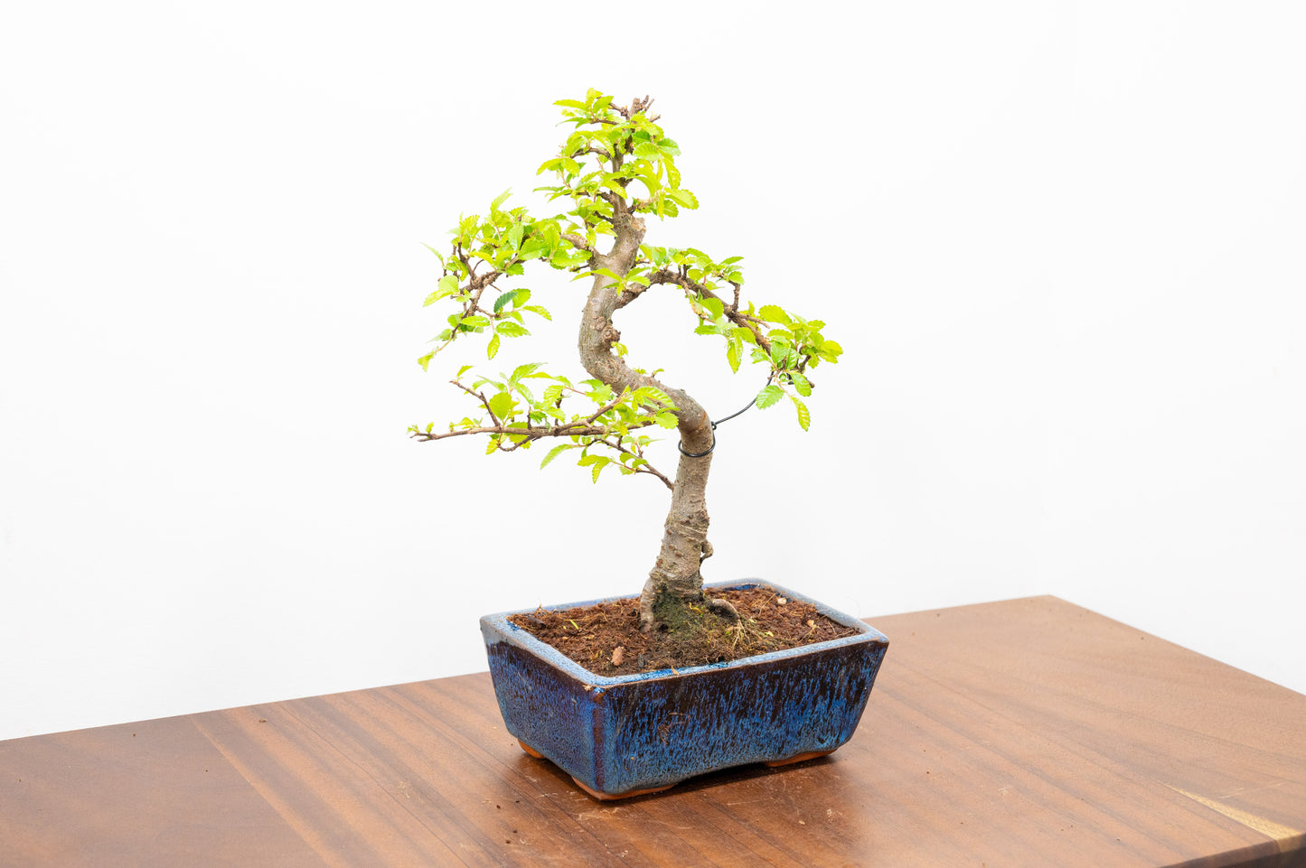 Chinese Elm Bonsai and Care Kit in 15cm Navy Ceramic Pot