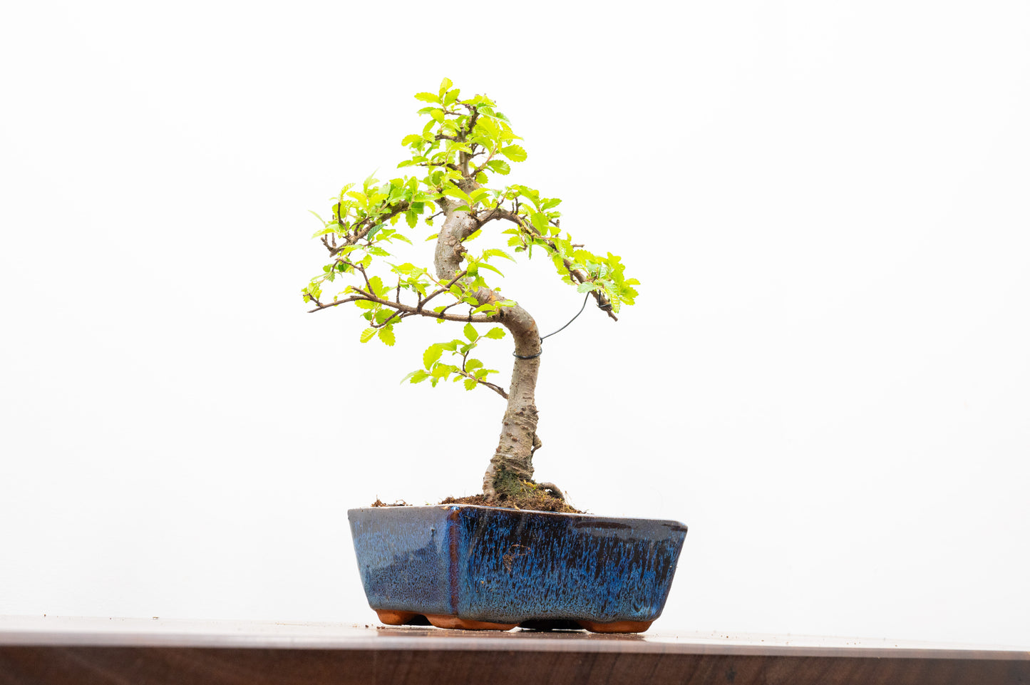 Chinese Elm Bonsai and Care Kit in 15cm Navy Ceramic Pot