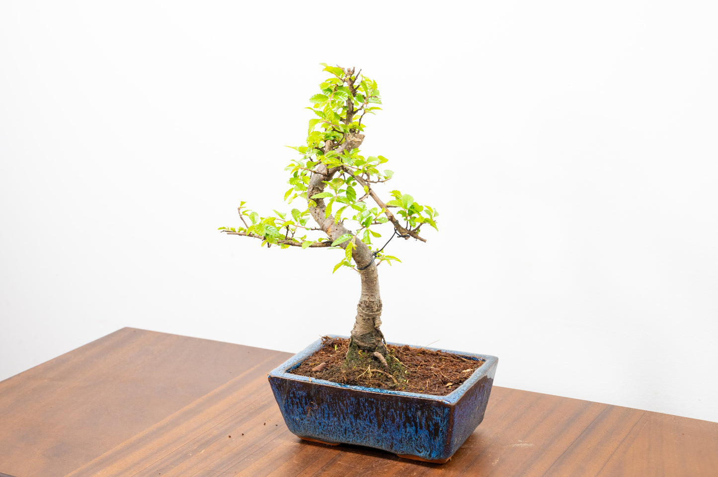 Chinese Elm Bonsai and Care Kit in 15cm Navy Ceramic Pot