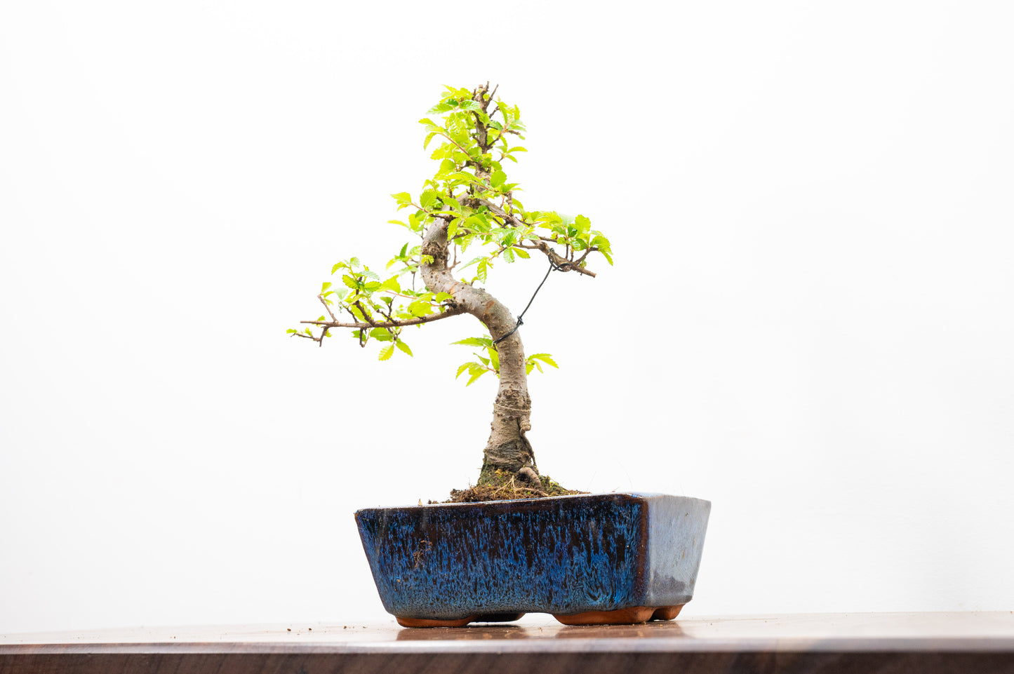 Chinese Elm Bonsai and Care Kit in 15cm Navy Ceramic Pot