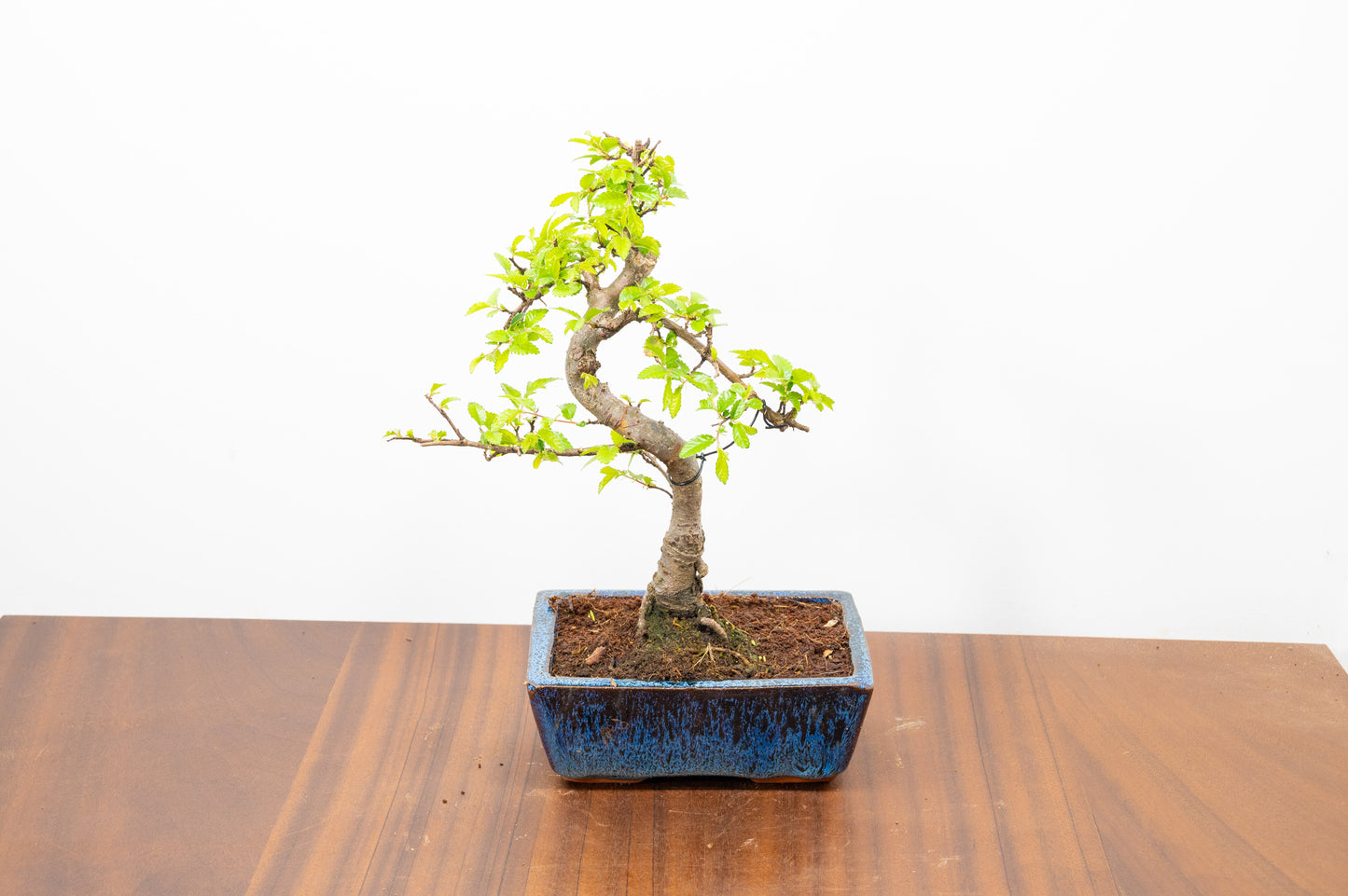 Chinese Elm Bonsai and Care Kit in 15cm Navy Ceramic Pot