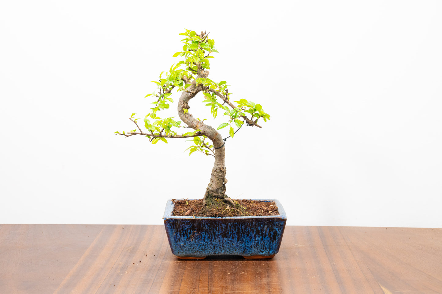 Chinese Elm Bonsai and Care Kit in 15cm Navy Ceramic Pot