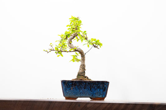 Chinese Elm Bonsai and Care Kit in 15cm Navy Ceramic Pot