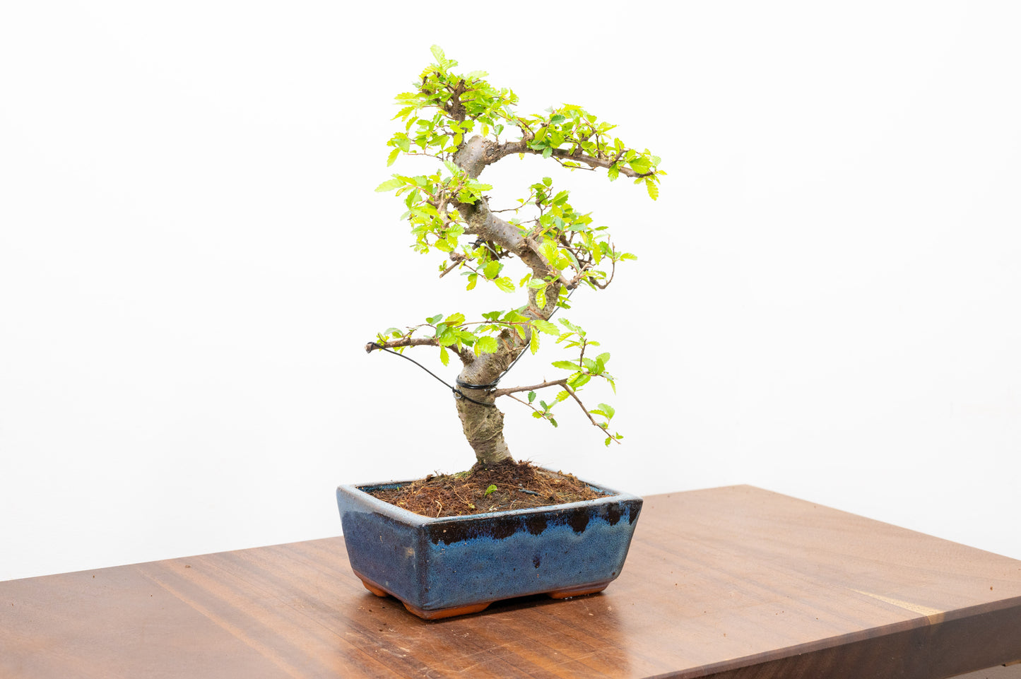 Chinese Elm Bonsai and Care Kit in 15cm Navy Ceramic Pot