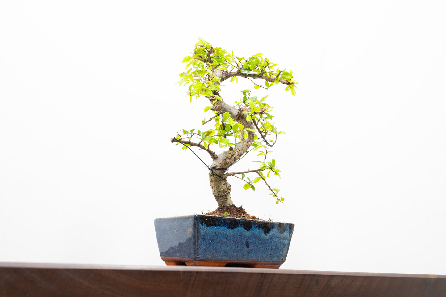 Chinese Elm Bonsai and Care Kit in 15cm Navy Ceramic Pot