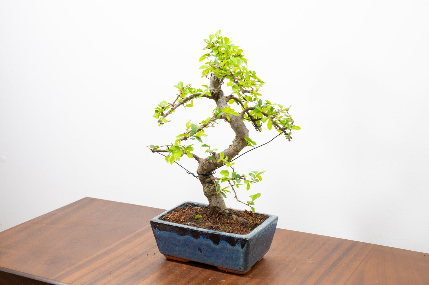 Chinese Elm Bonsai and Care Kit in 15cm Navy Ceramic Pot