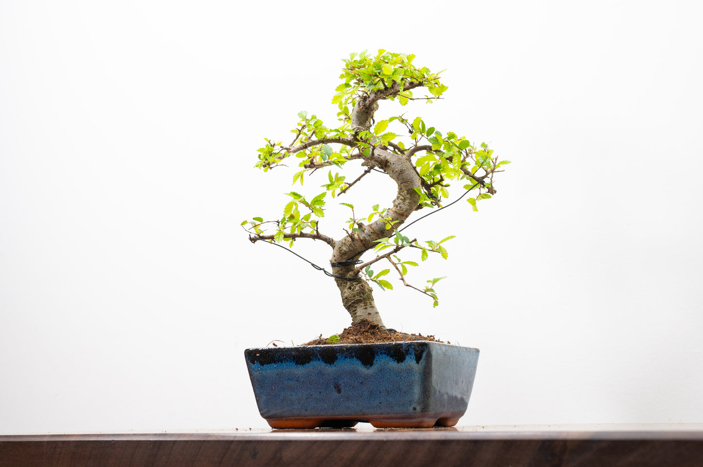 Chinese Elm Bonsai and Care Kit in 15cm Navy Ceramic Pot