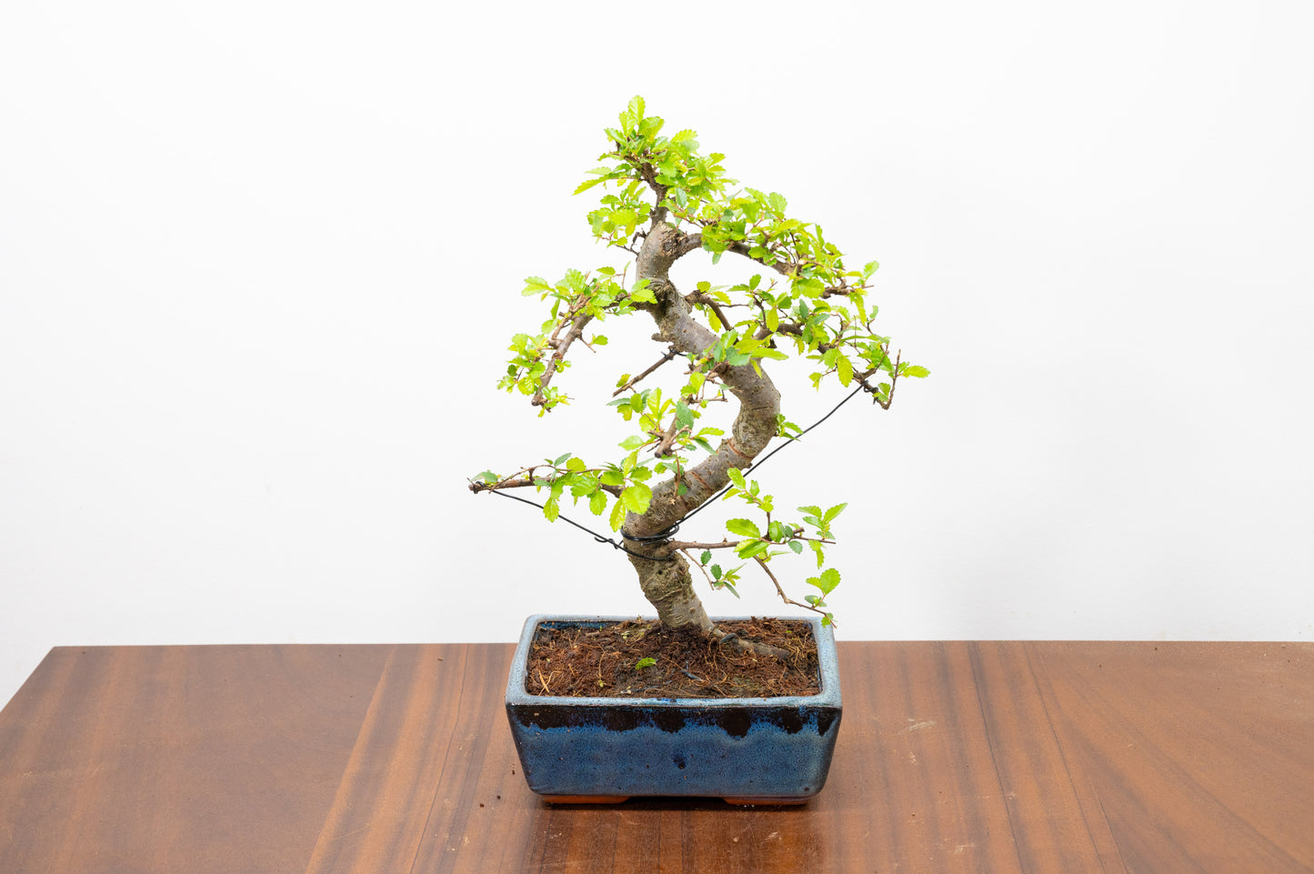 Chinese Elm Bonsai and Care Kit in 15cm Navy Ceramic Pot