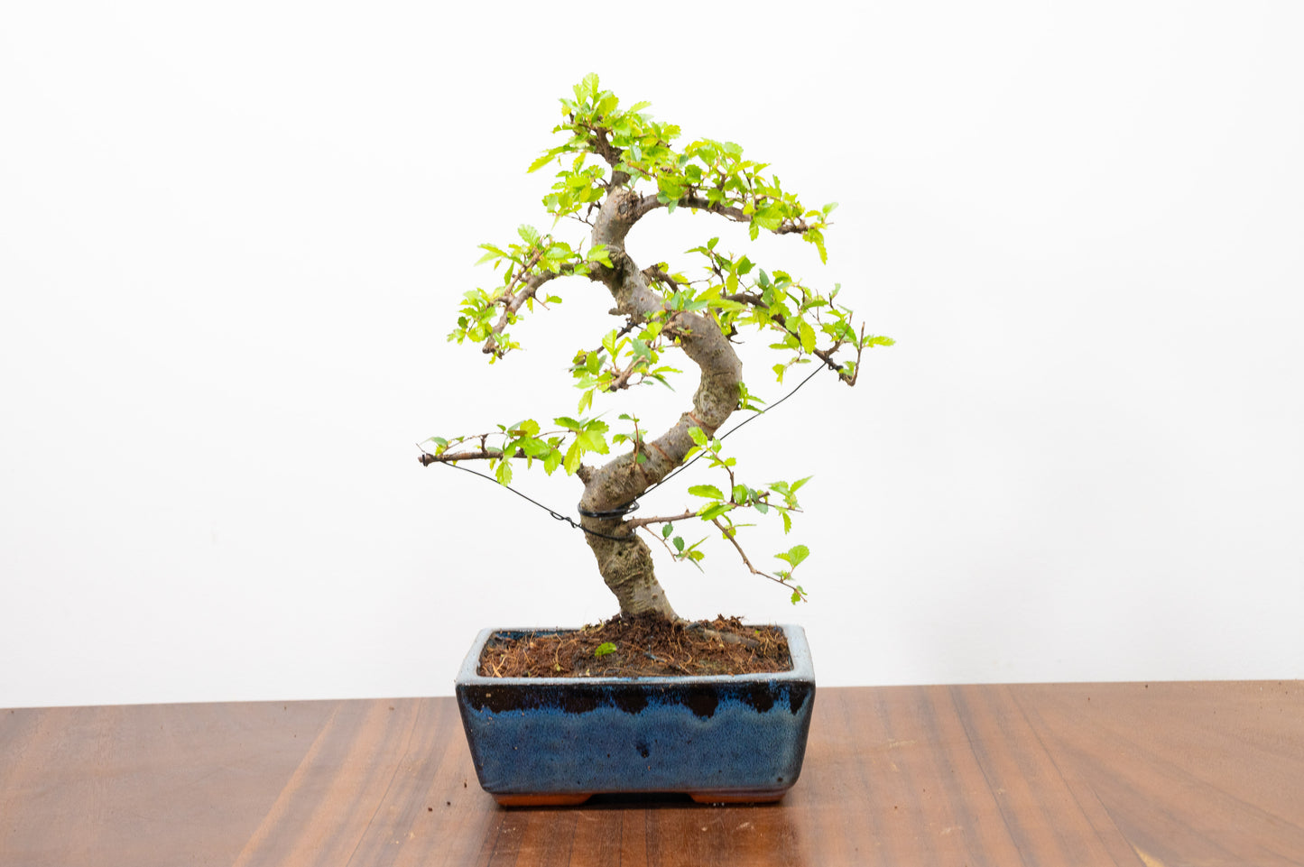 Chinese Elm Bonsai and Care Kit in 15cm Navy Ceramic Pot