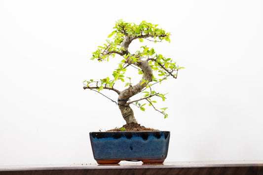 Chinese Elm Bonsai and Care Kit in 15cm Navy Ceramic Pot