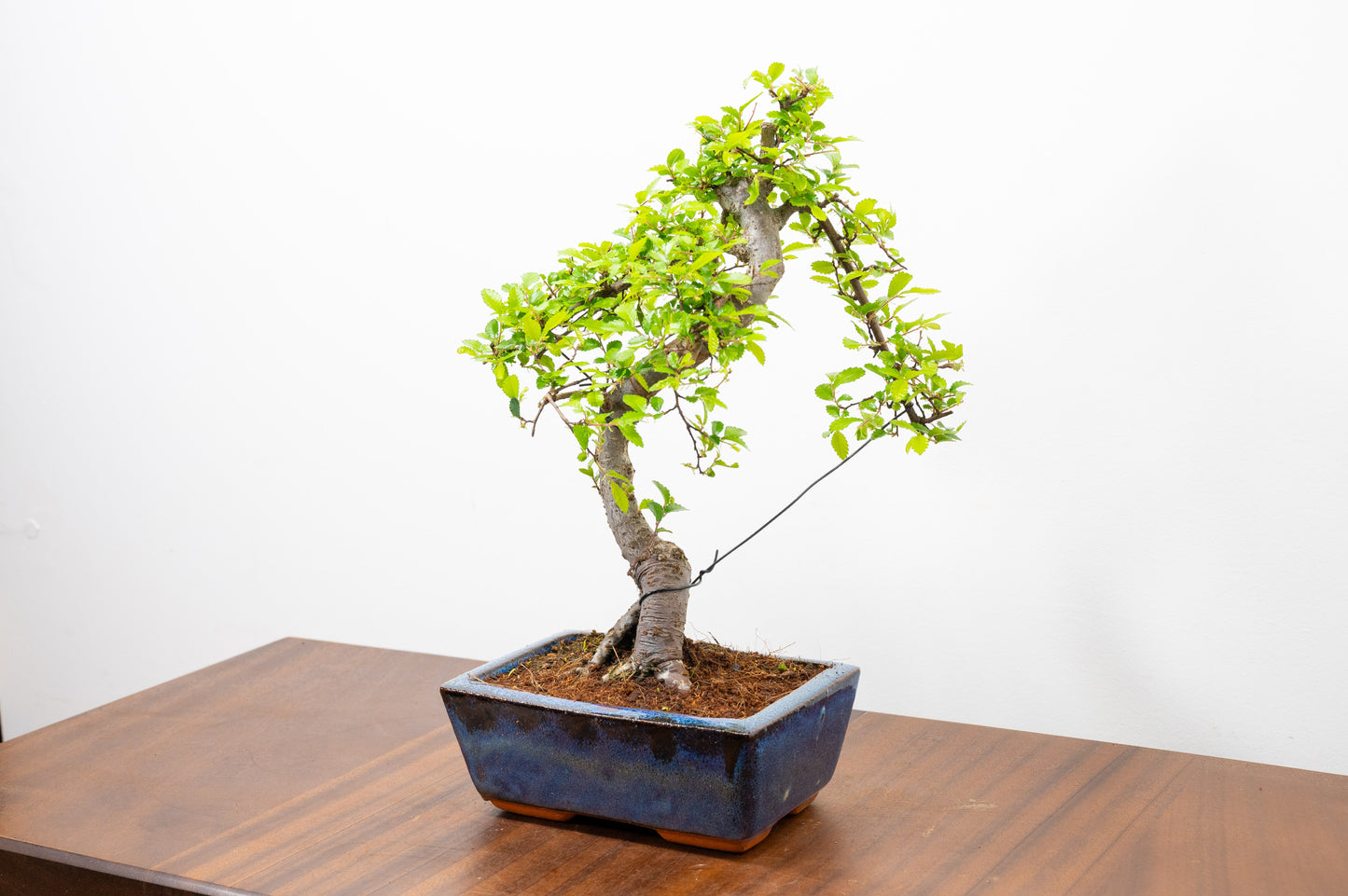 Chinese Elm Bonsai and Care Kit in 15cm Navy Ceramic Pot