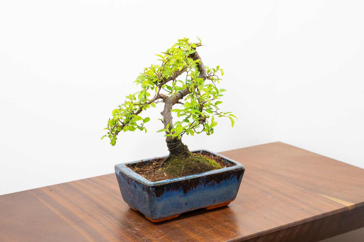 Chinese Elm Bonsai and Care Kit in 15cm Navy Ceramic Pot