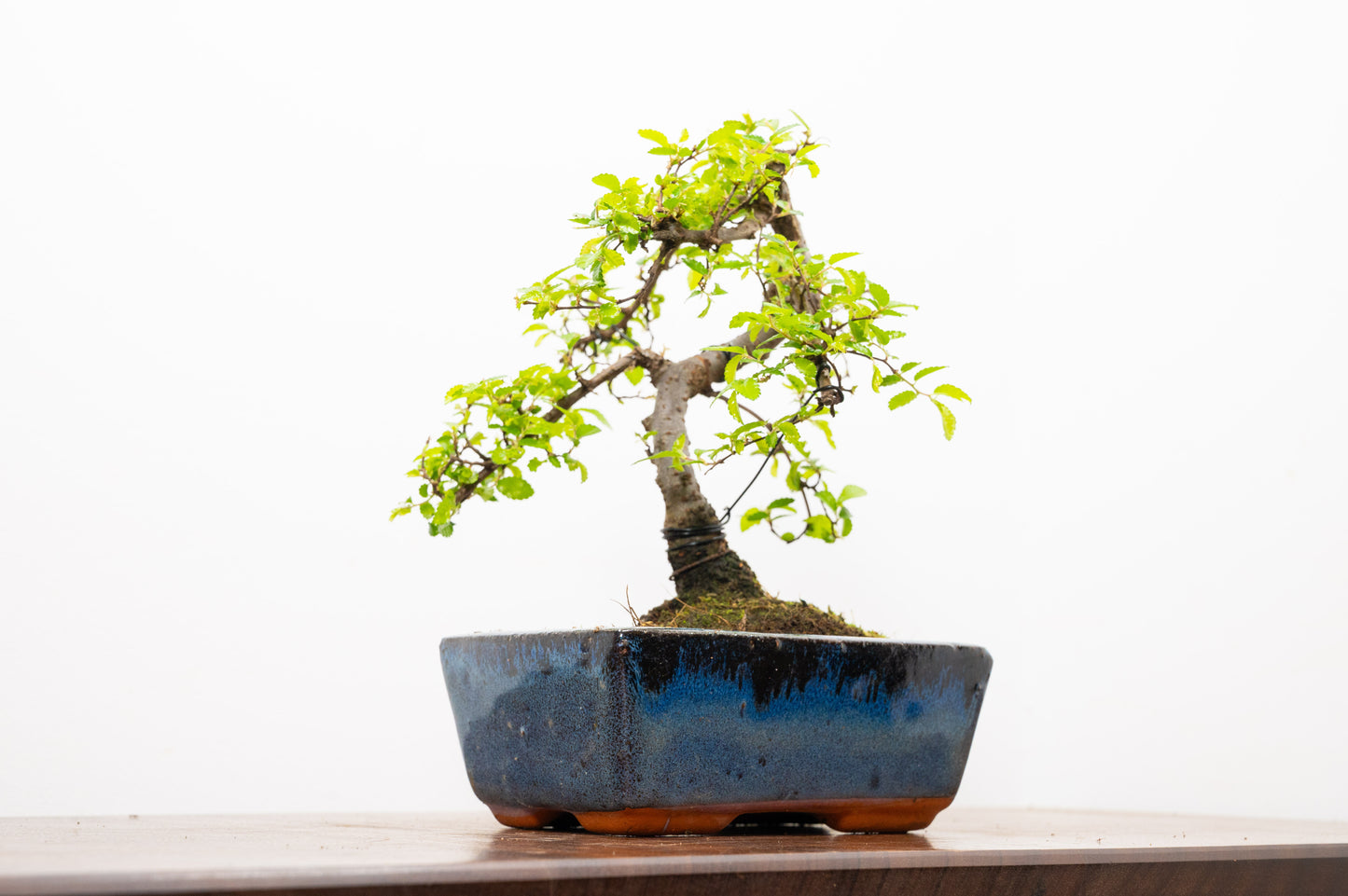 Chinese Elm Bonsai and Care Kit in 15cm Navy Ceramic Pot