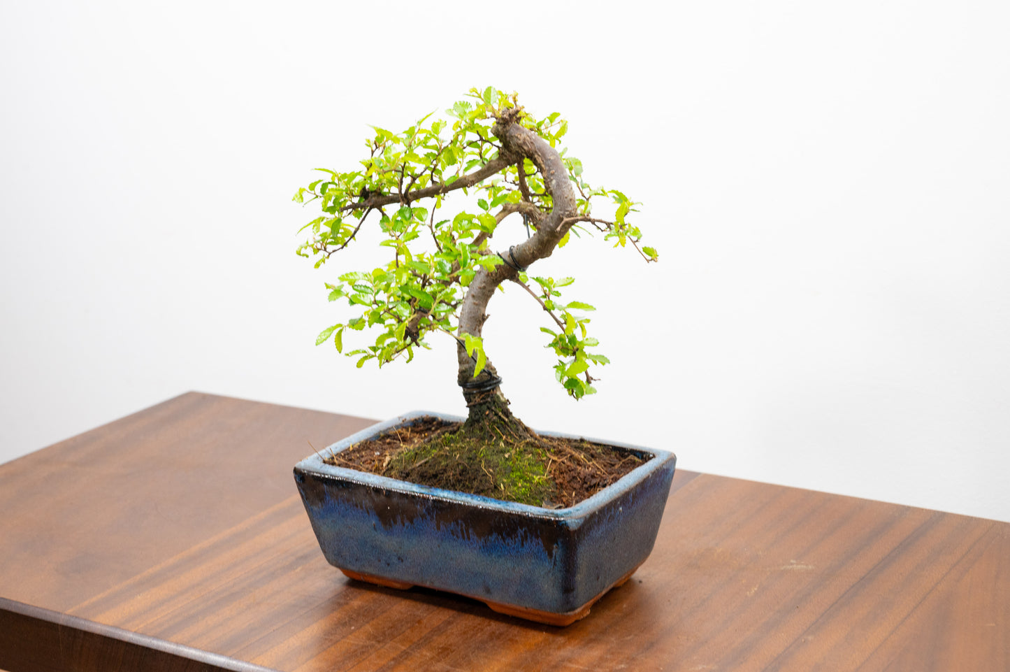 Chinese Elm Bonsai and Care Kit in 15cm Navy Ceramic Pot