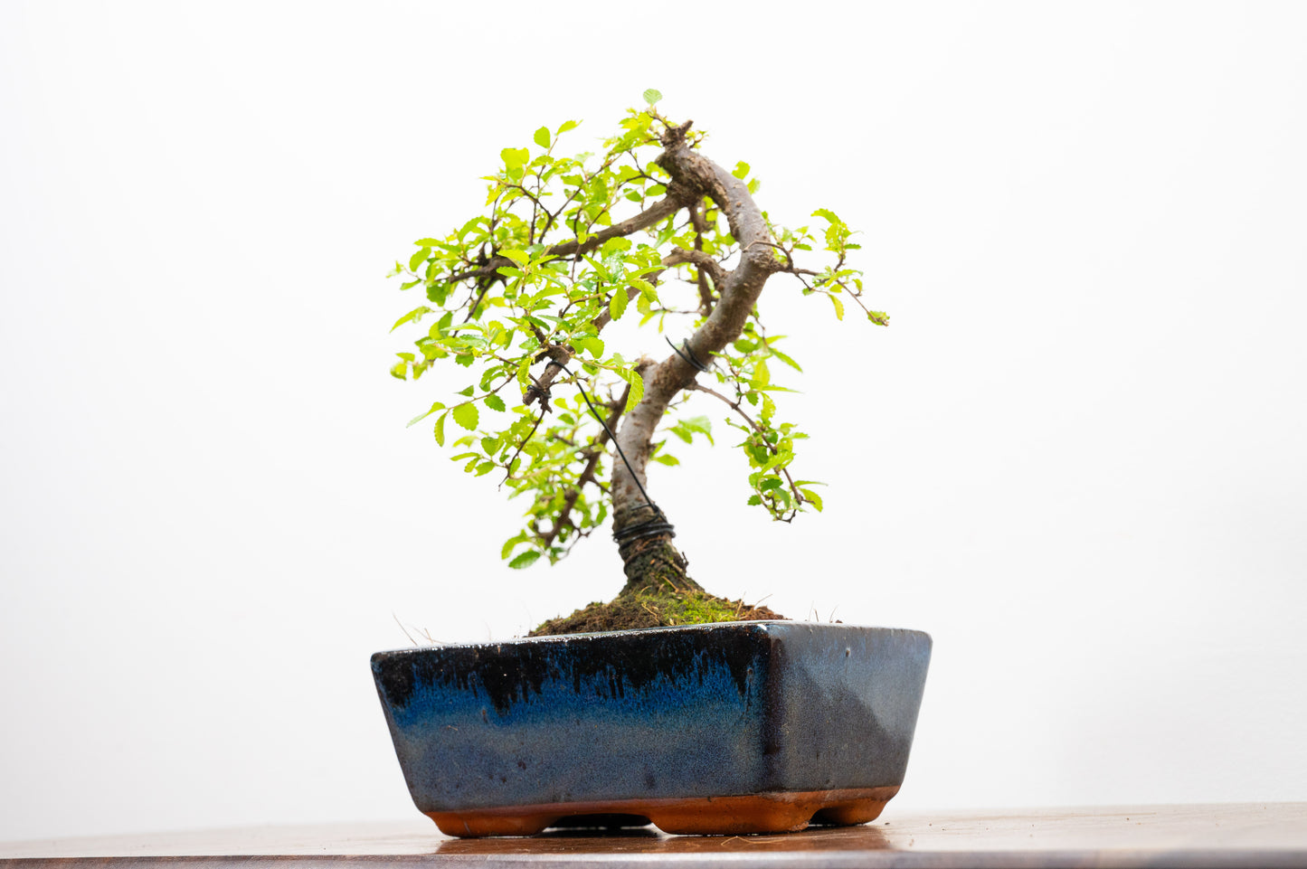 Chinese Elm Bonsai and Care Kit in 15cm Navy Ceramic Pot