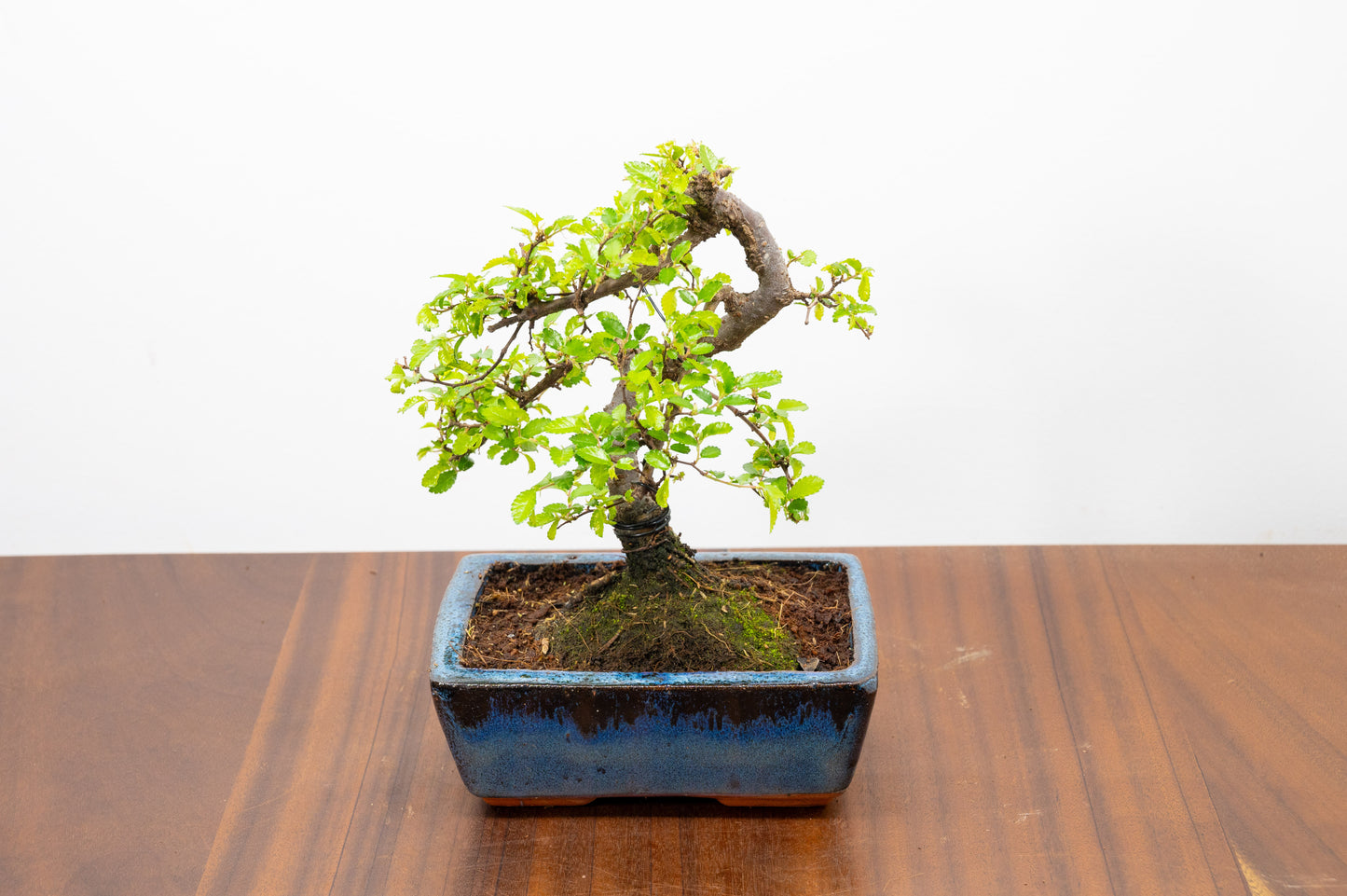 Chinese Elm Bonsai and Care Kit in 15cm Navy Ceramic Pot