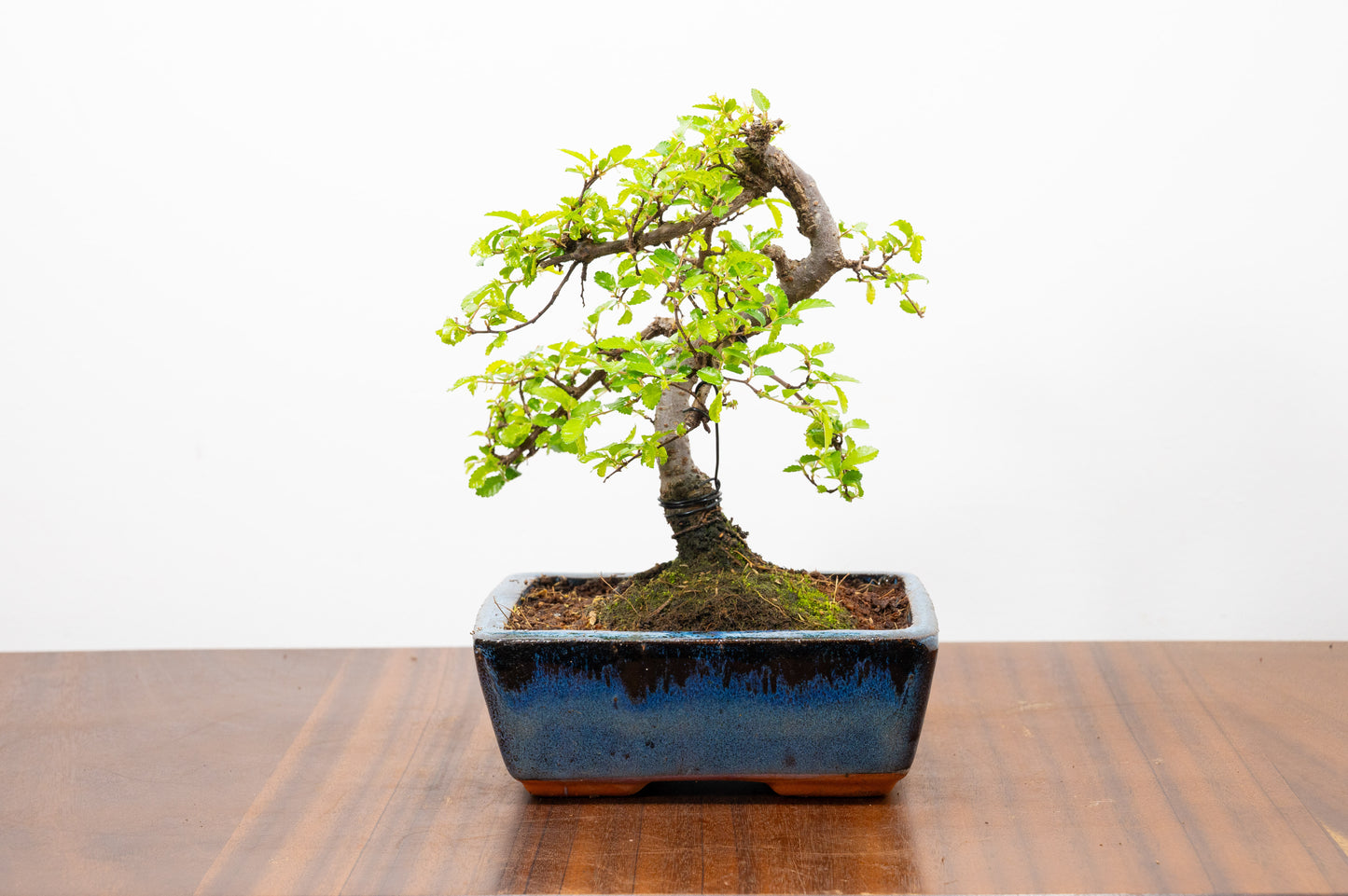 Chinese Elm Bonsai and Care Kit in 15cm Navy Ceramic Pot