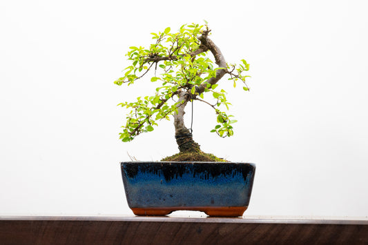 Chinese Elm Bonsai and Care Kit in 15cm Navy Ceramic Pot