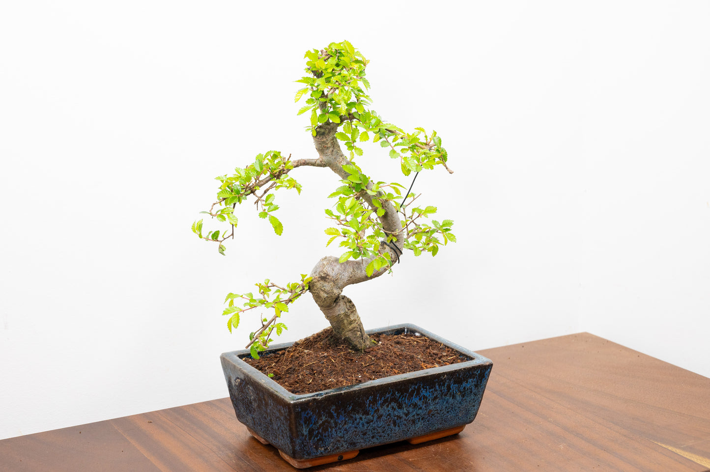 Chinese Elm Bonsai and Care Kit in 20cm Navy Ceramic Pot