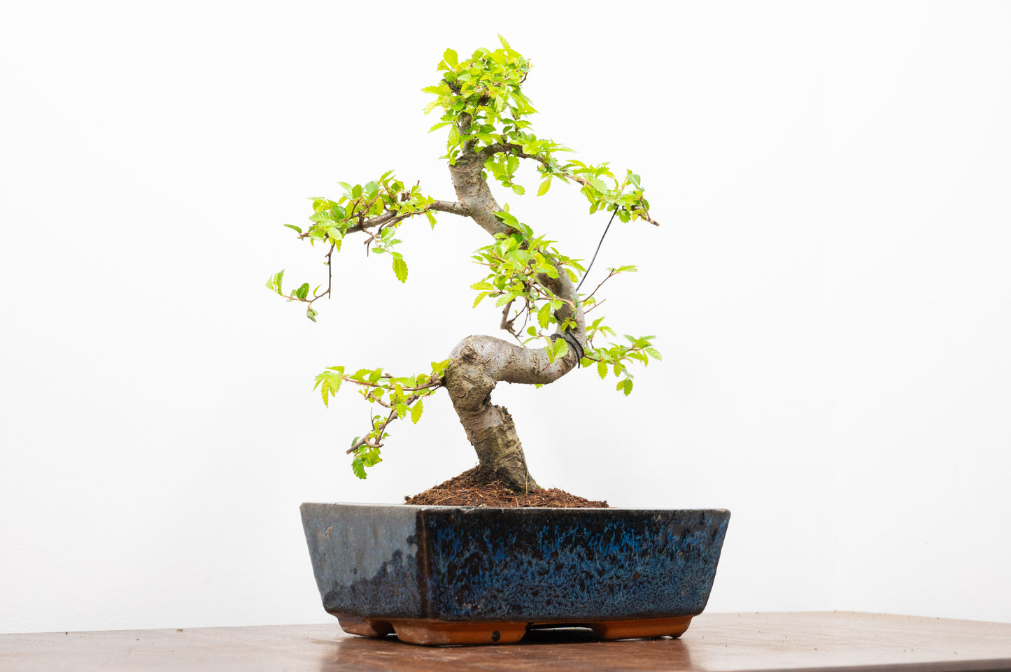 Chinese Elm Bonsai and Care Kit in 20cm Navy Ceramic Pot