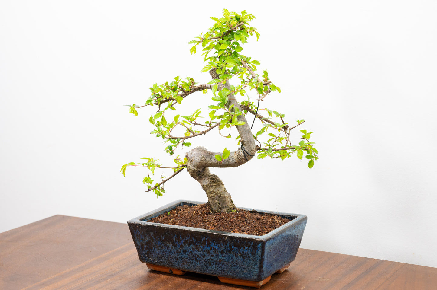Chinese Elm Bonsai and Care Kit in 20cm Navy Ceramic Pot