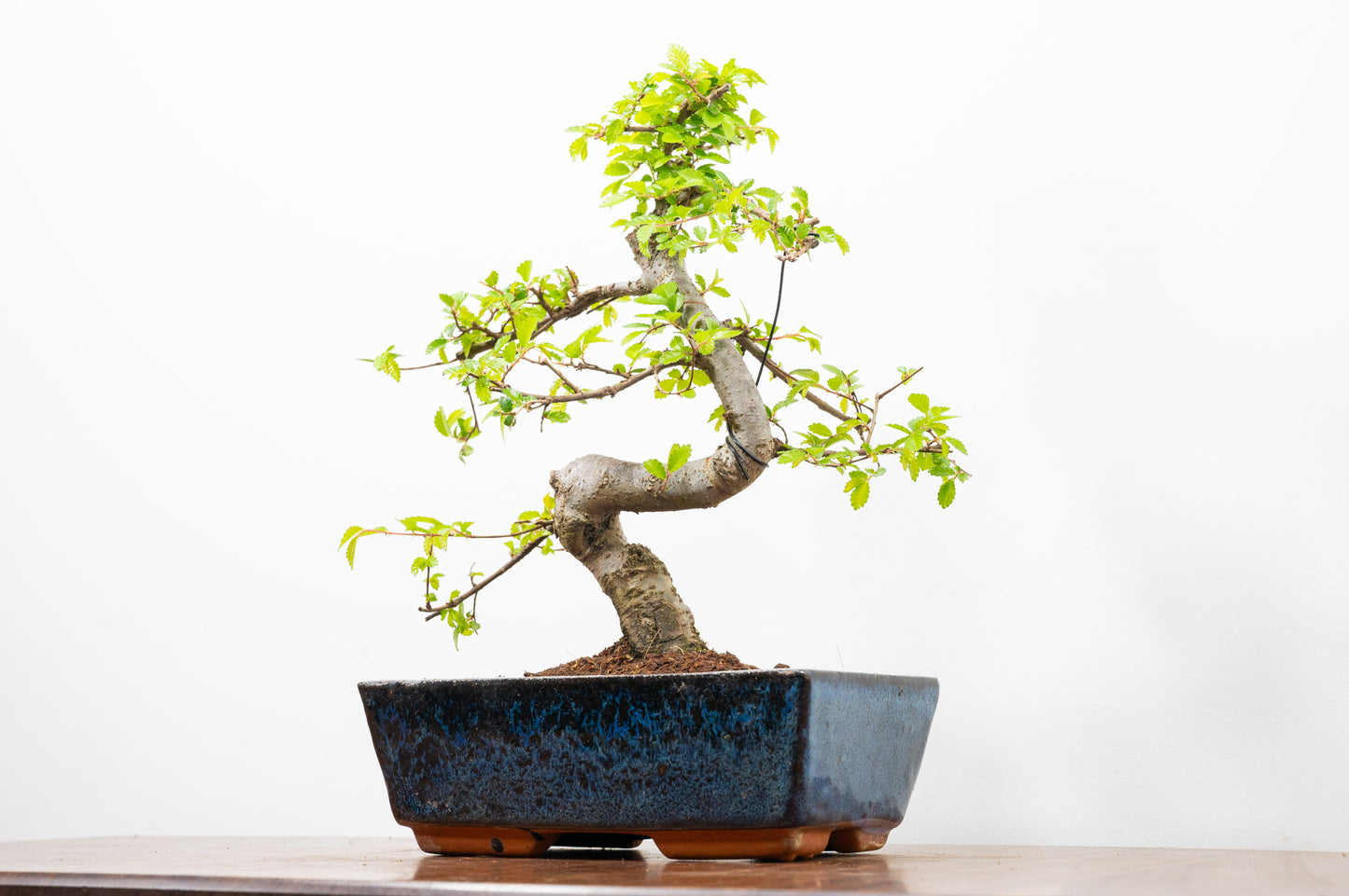 Chinese Elm Bonsai and Care Kit in 20cm Navy Ceramic Pot
