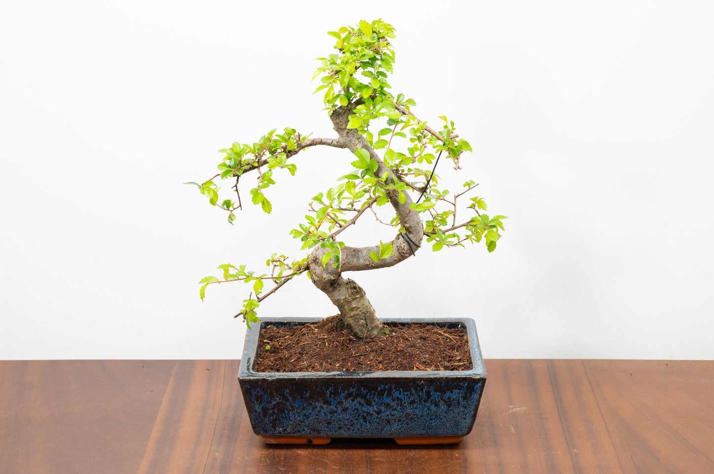 Chinese Elm Bonsai and Care Kit in 20cm Navy Ceramic Pot