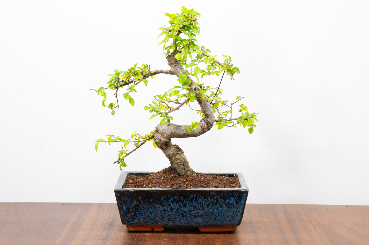Chinese Elm Bonsai and Care Kit in 20cm Navy Ceramic Pot